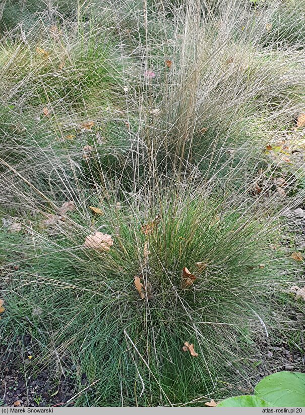 Festuca pallens Miedzianobrody