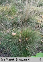 Festuca pallens Miedzianobrody