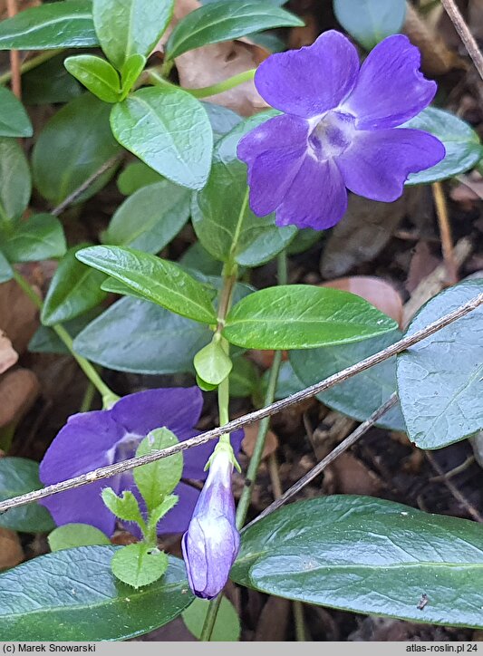 Vinca minor Bowles Cunningham