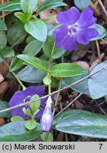 Vinca minor Bowles Cunningham