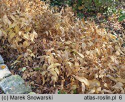 Disporum sessile ‘Variegatum’ (parnik wspaniały)