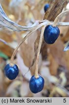 Disporum sessile ‘Variegatum’ (parnik wspaniały)