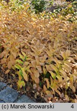 Smilacina stellata (majówka gwiazdkowata)