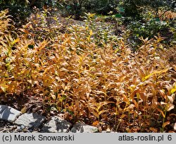 Smilacina stellata (majówka gwiazdkowata)