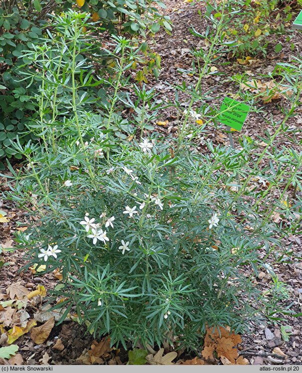 Choisya ×dewitteana (czojsia Dewittena)