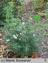 Choisya ×dewitteana (czojsia Dewittena)