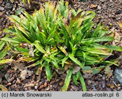 Carex plantaginea (turzyca babkowata)