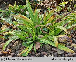 Carex plantaginea (turzyca babkowata)