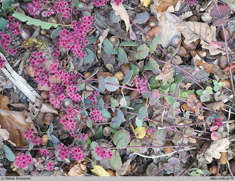Sedum hort. Amber Red