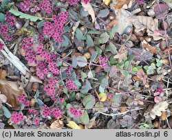 Sedum hort. Amber Red