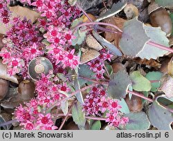 Sedum Amber Red