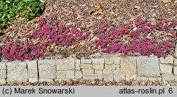 Sedum hort. Amber Red