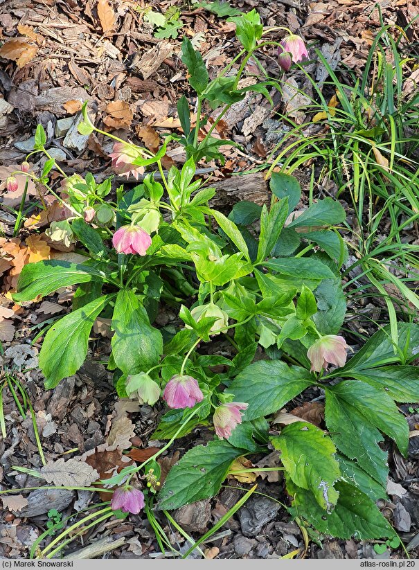 Helleborus orientalis Magic Double Red