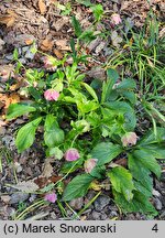 Helleborus orientalis Magic Double Red