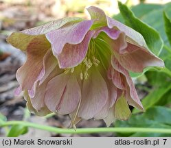 Helleborus orientalis Magic Double Red