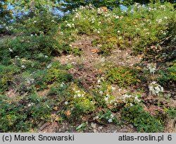 Rosa hort. Boos
