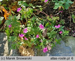 Geranium ×oxonianum Claridge Druce