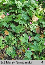 Geranium ×oxonianum Claridge Druce