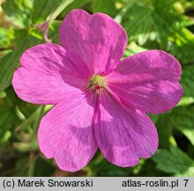 Geranium ×oxonianum Claridge Druce