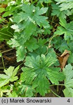 Geranium ×oxonianum Claridge Druce