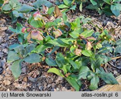 Helleborus ×glandorfensis Coseh 5500