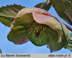 Helleborus ×glandorfensis Coseh 5500