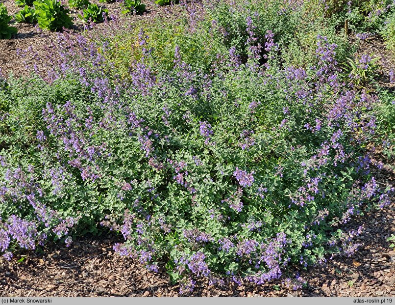 Nepeta racemosa Walker's Low