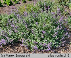 Nepeta racemosa Walker's Low