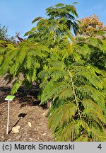 Albizia julibrissin Pos 1