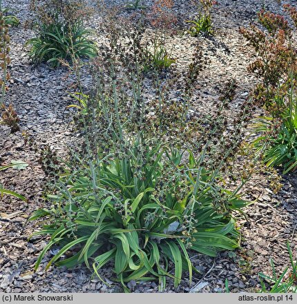 Veratrum formosanum (ciemiężyca tajwańska)