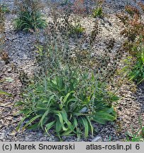 Veratrum formosanum (ciemiężyca tajwańska)