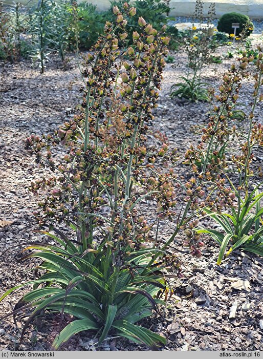 Veratrum formosanum (ciemiężyca tajwańska)