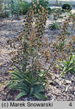 Veratrum formosanum (ciemiężyca tajwańska)