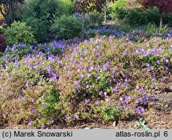 Geranium Rozanne