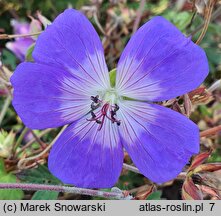 Geranium hort. Rozanne