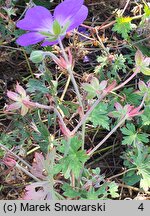 Geranium hort. Rozanne