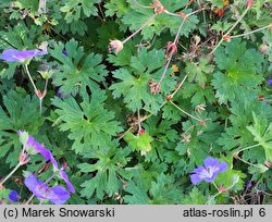 Geranium hort. Rozanne