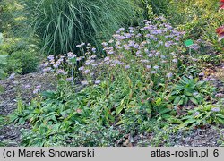 Aster koraiensis (aster koreański)