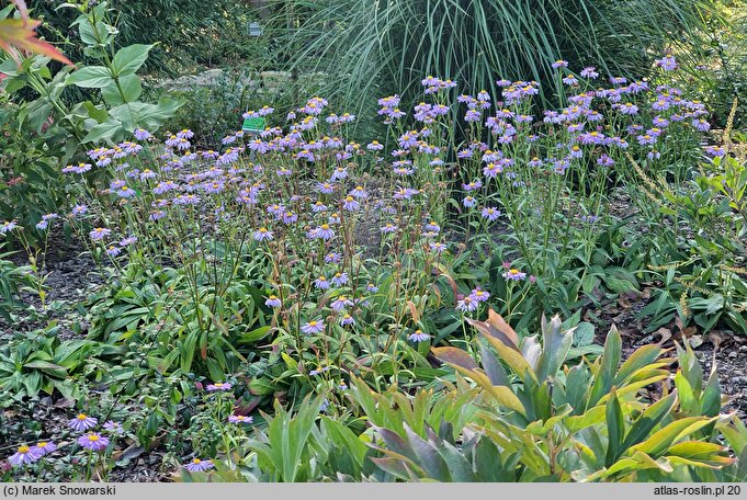 Aster koraiensis (aster koreański)