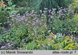 Aster koraiensis (aster koreański)