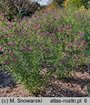 Vernonia lettermannii (wernonia Lettermanna)