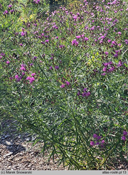 Vernonia lettermannii (wernonia Lettermanna)