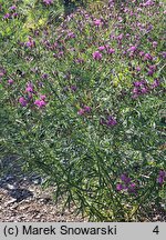 Vernonia lettermannii (wernonia Lettermanna)