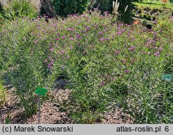 Vernonia lettermannii (wernonia Lettermanna)