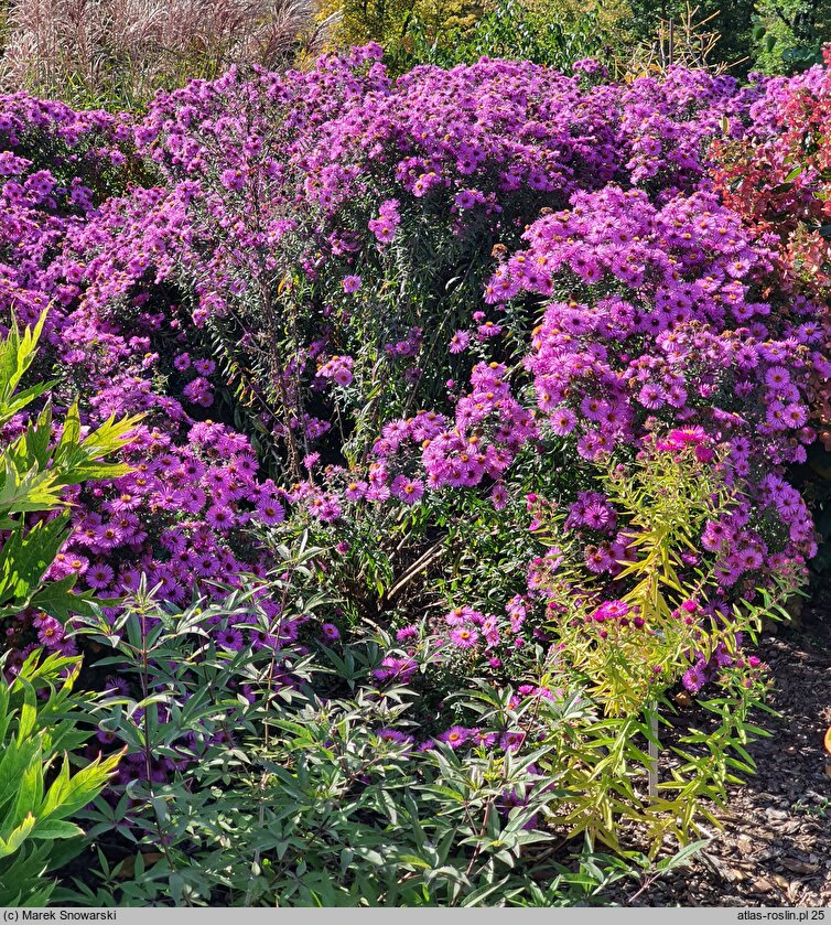 Symphyotrichum novae-angliae Ivona