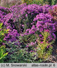 Symphyotrichum novae-angliae Ivona