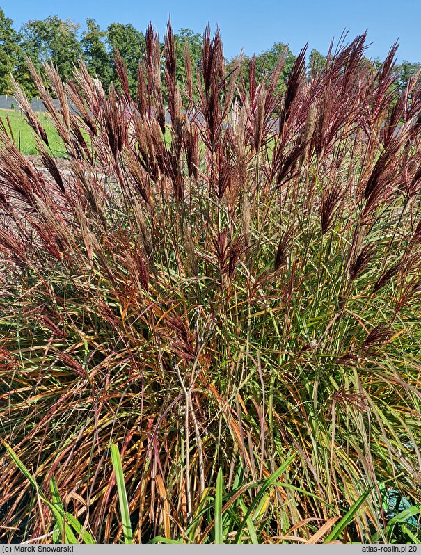 Miscanthus sinensis Red Chief