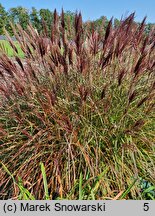 Miscanthus sinensis Red Chief