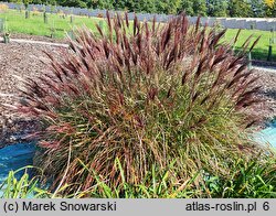 Miscanthus sinensis Red Chief