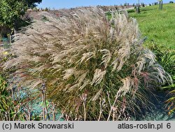 Miscanthus Charleston